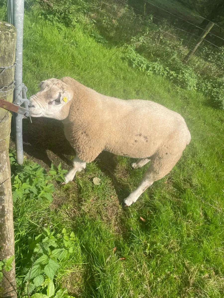 Texel Ram - Image 2
