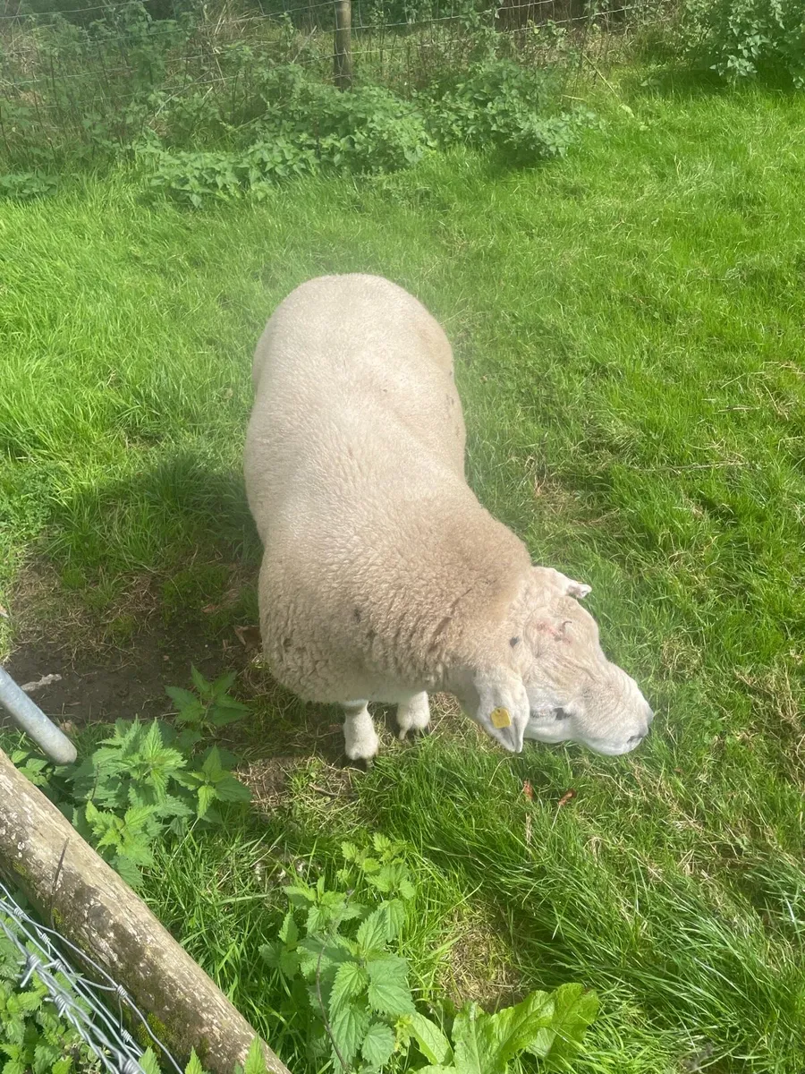 Texel Ram - Image 3