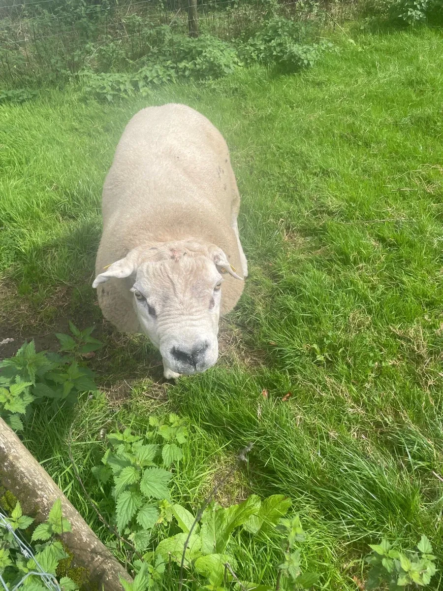 Texel Ram - Image 4