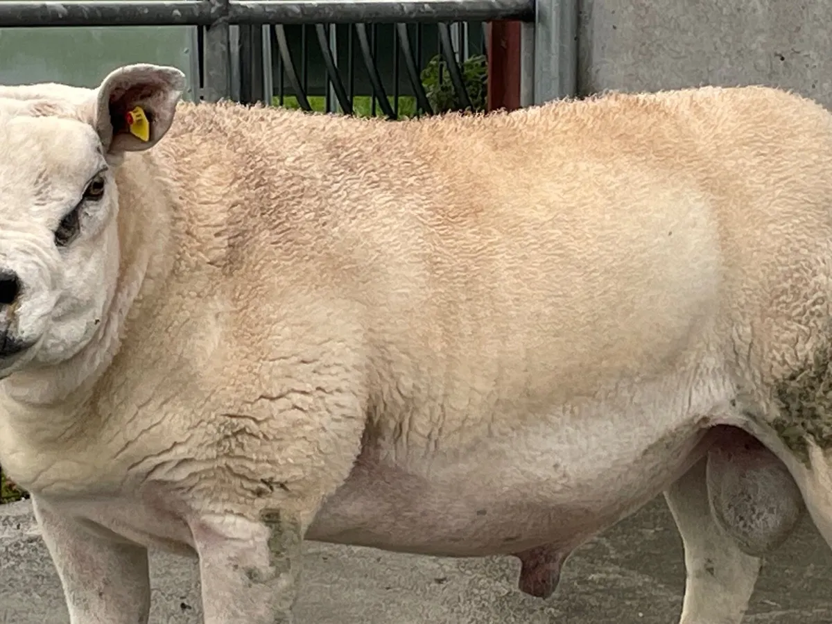 2 Year Old Ram - Image 1