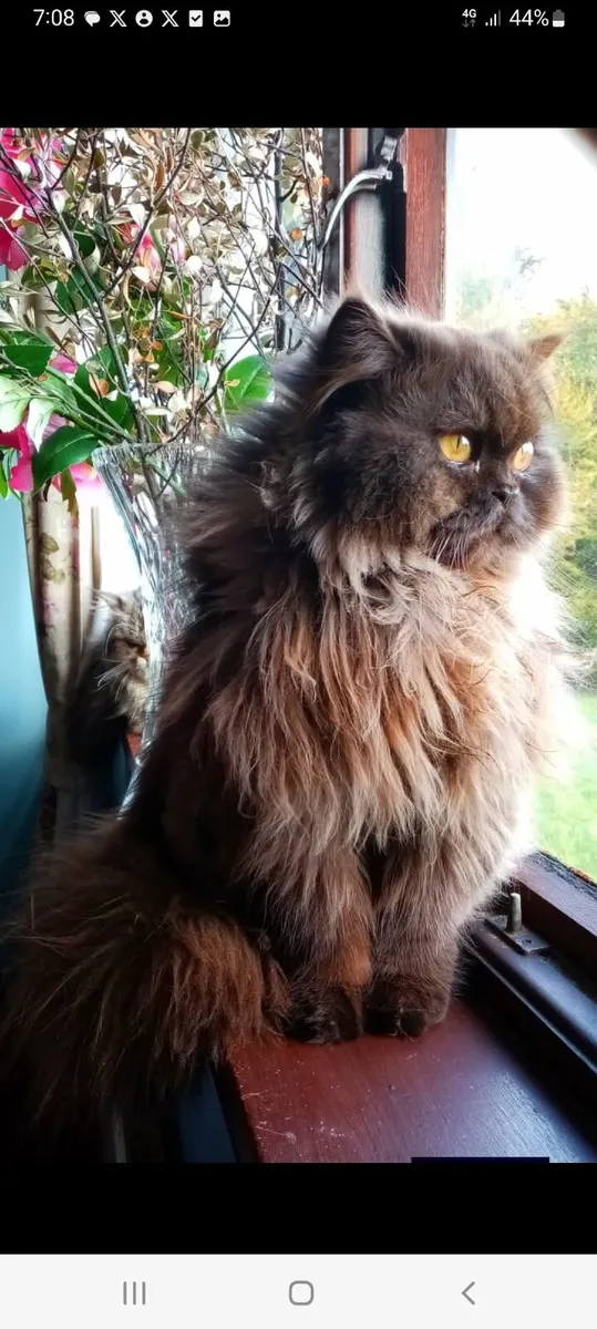 Beautiful Persian x MALE - Image 4