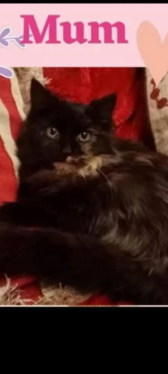 Beautiful Persian x MALE - Image 3