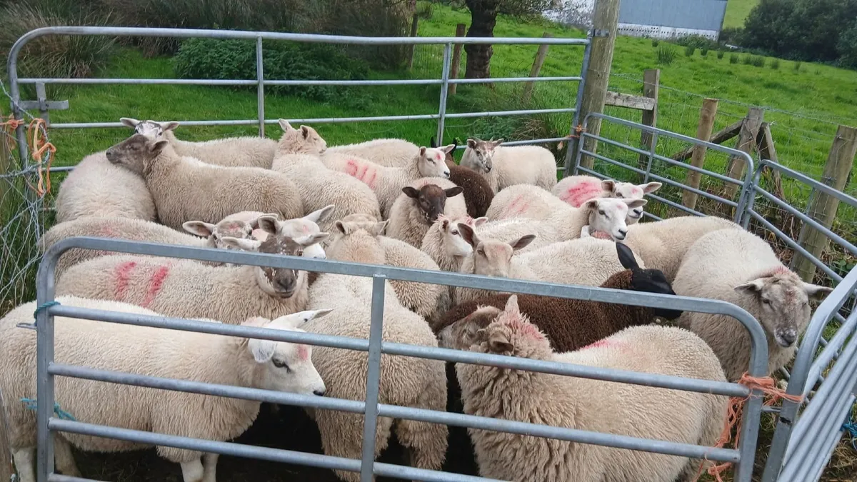 Texel charlollais cross ewe lambs - Image 1