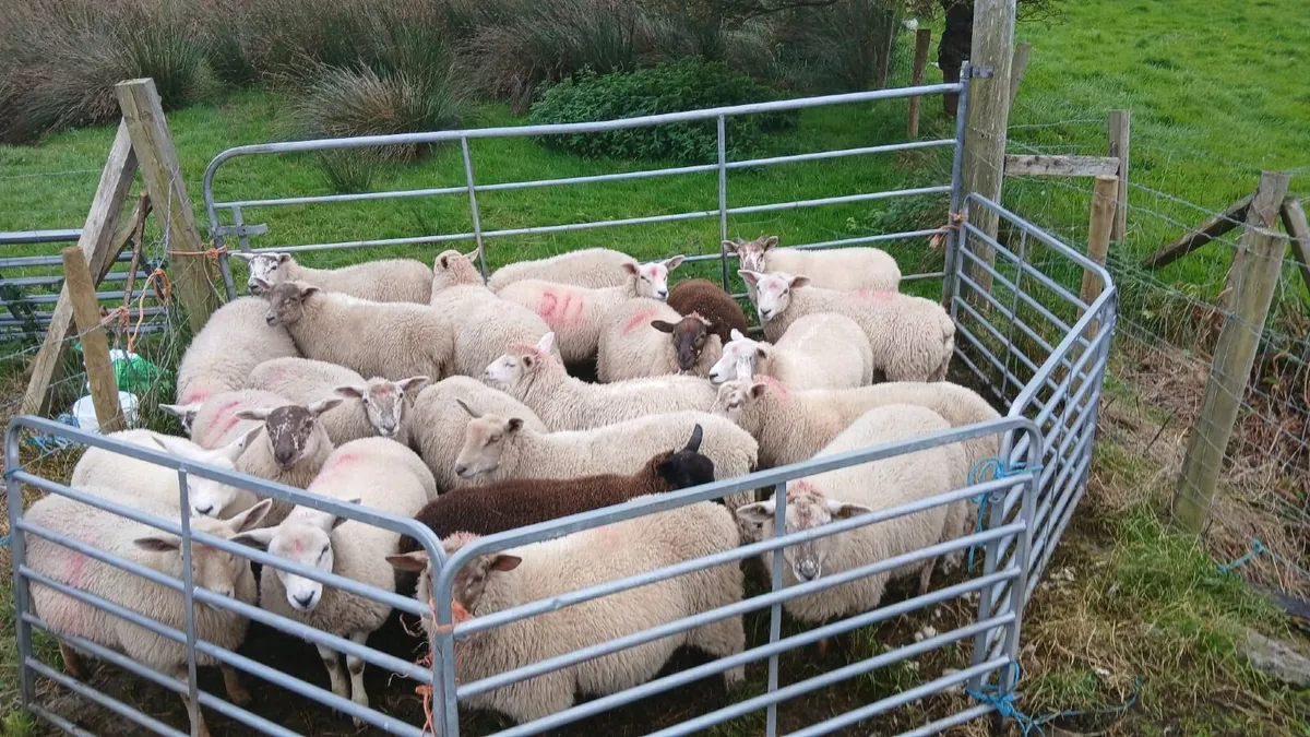 Texel charlollais cross ewe lambs - Image 2