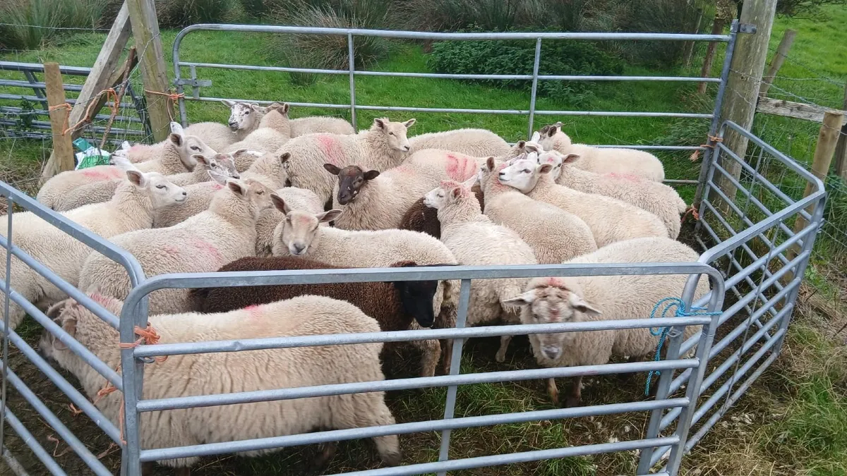 Texel charlollais cross ewe lambs - Image 3