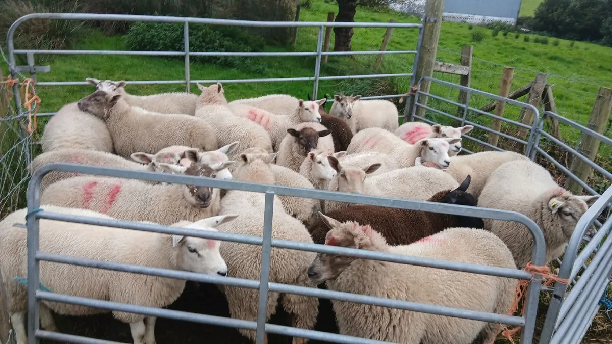 Texel charlollais cross ewe lambs - Image 4