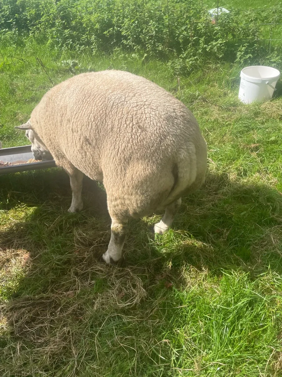 Beltex Ram - Image 3