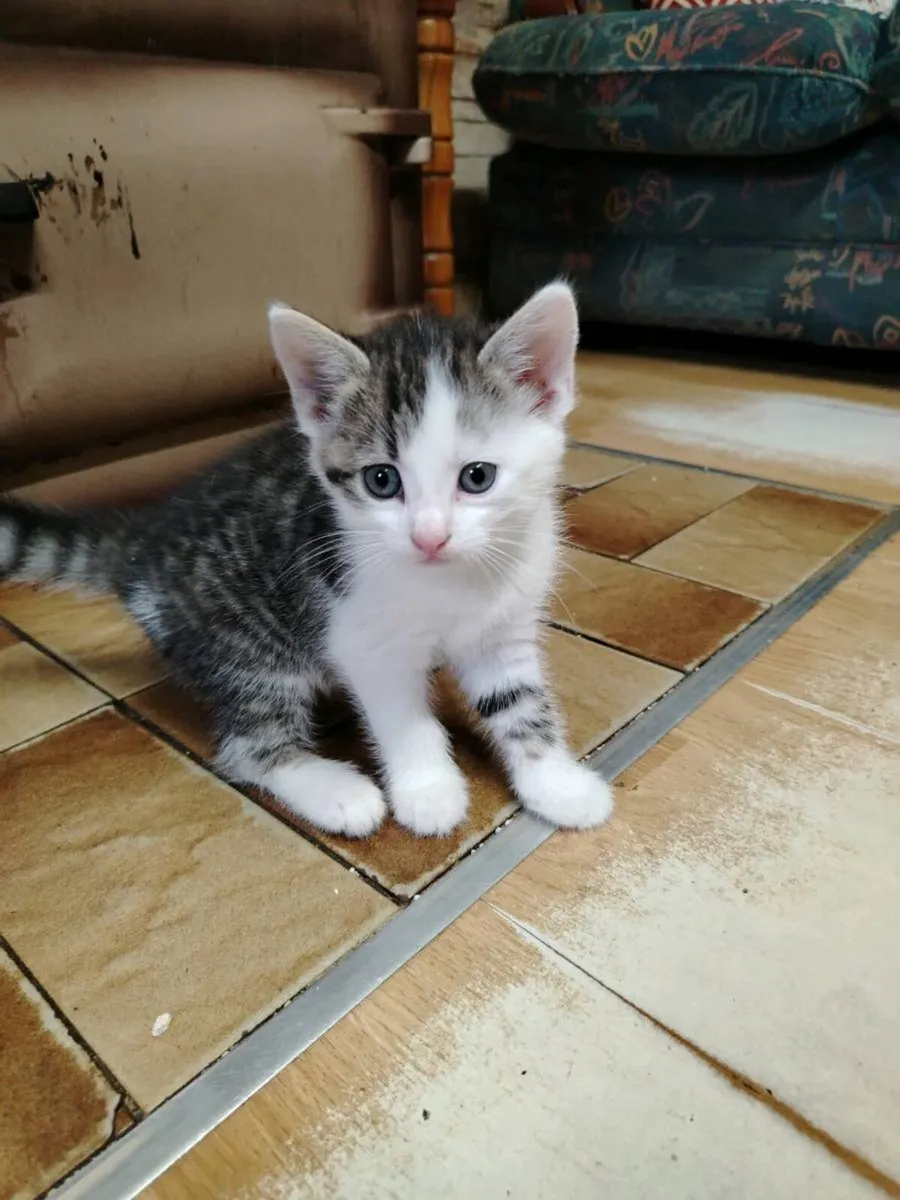 Kittens - Image 1
