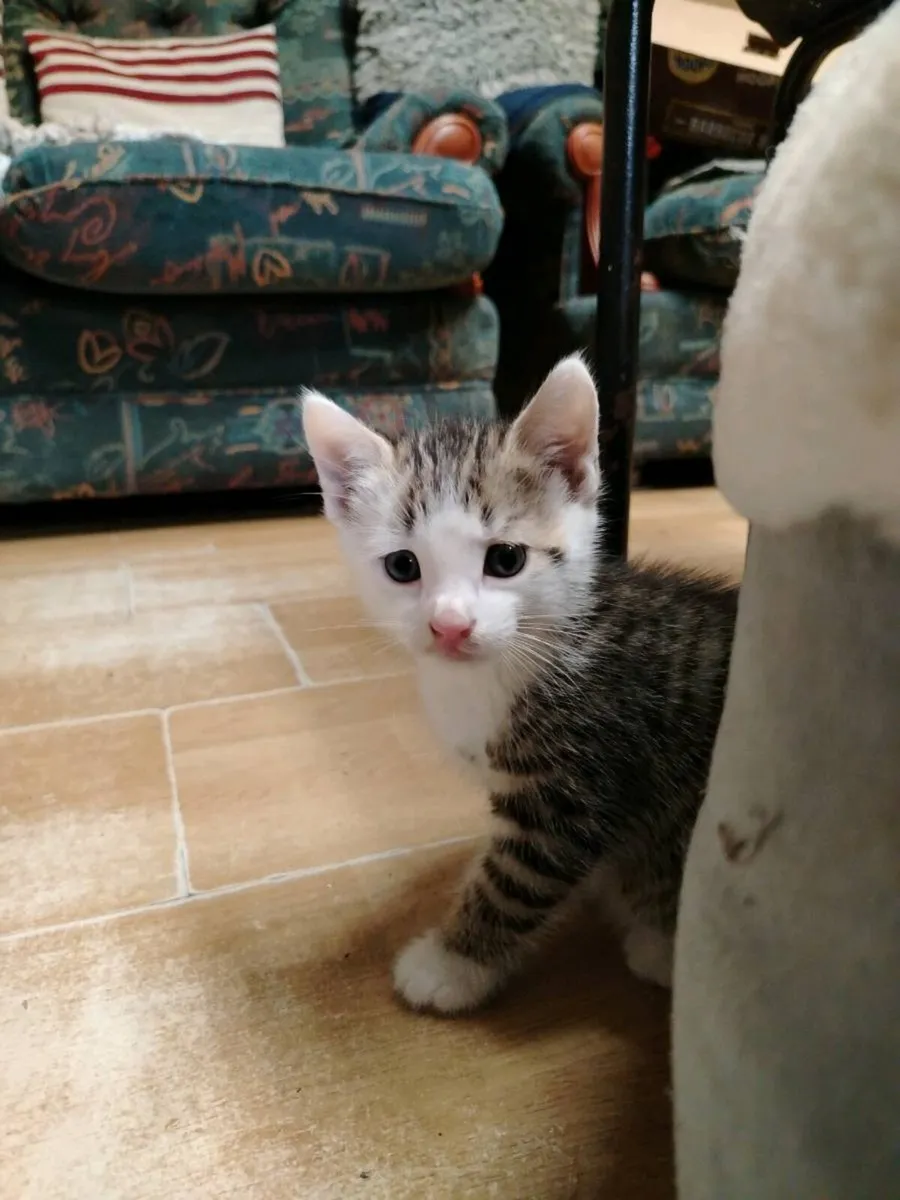Kittens - Image 2