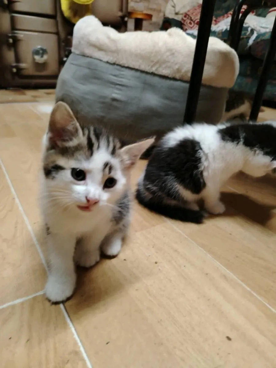 Kittens - Image 4
