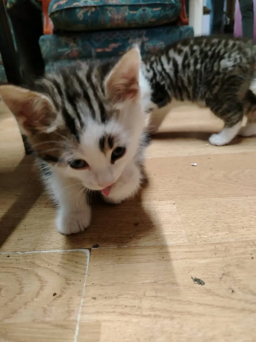 Kittens - Image 3