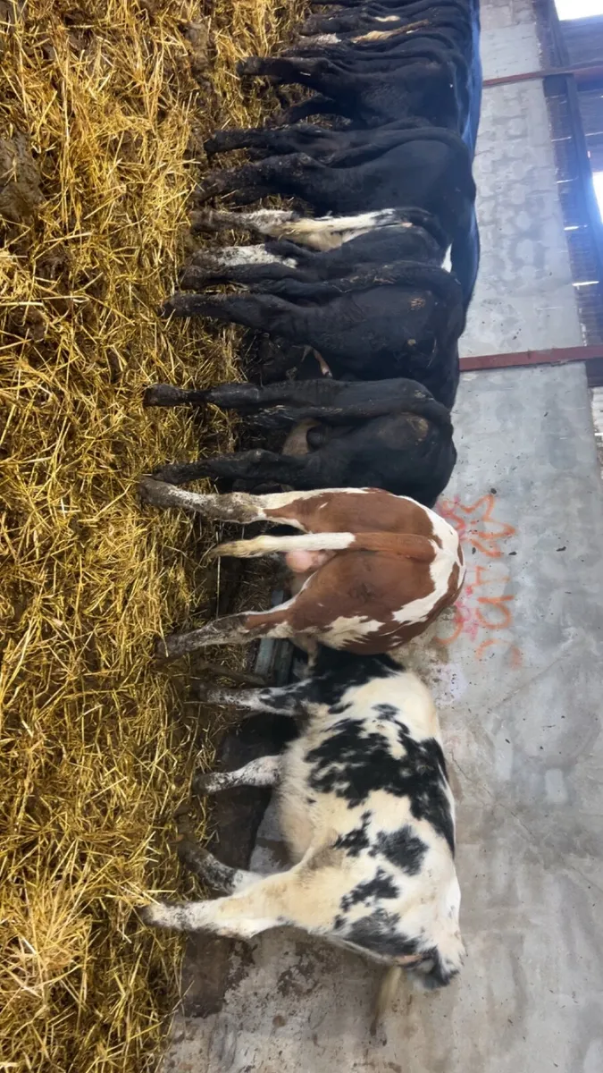 Calves - Image 3
