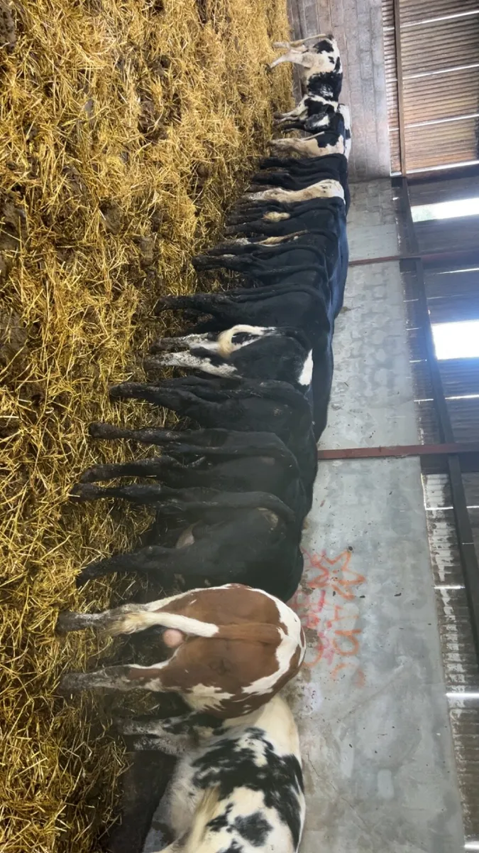 Calves - Image 4