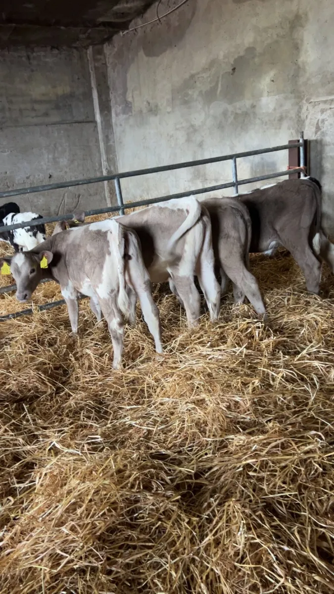 Calves - Image 1