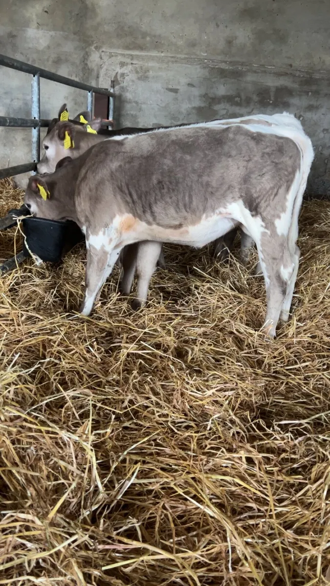 Calves - Image 2