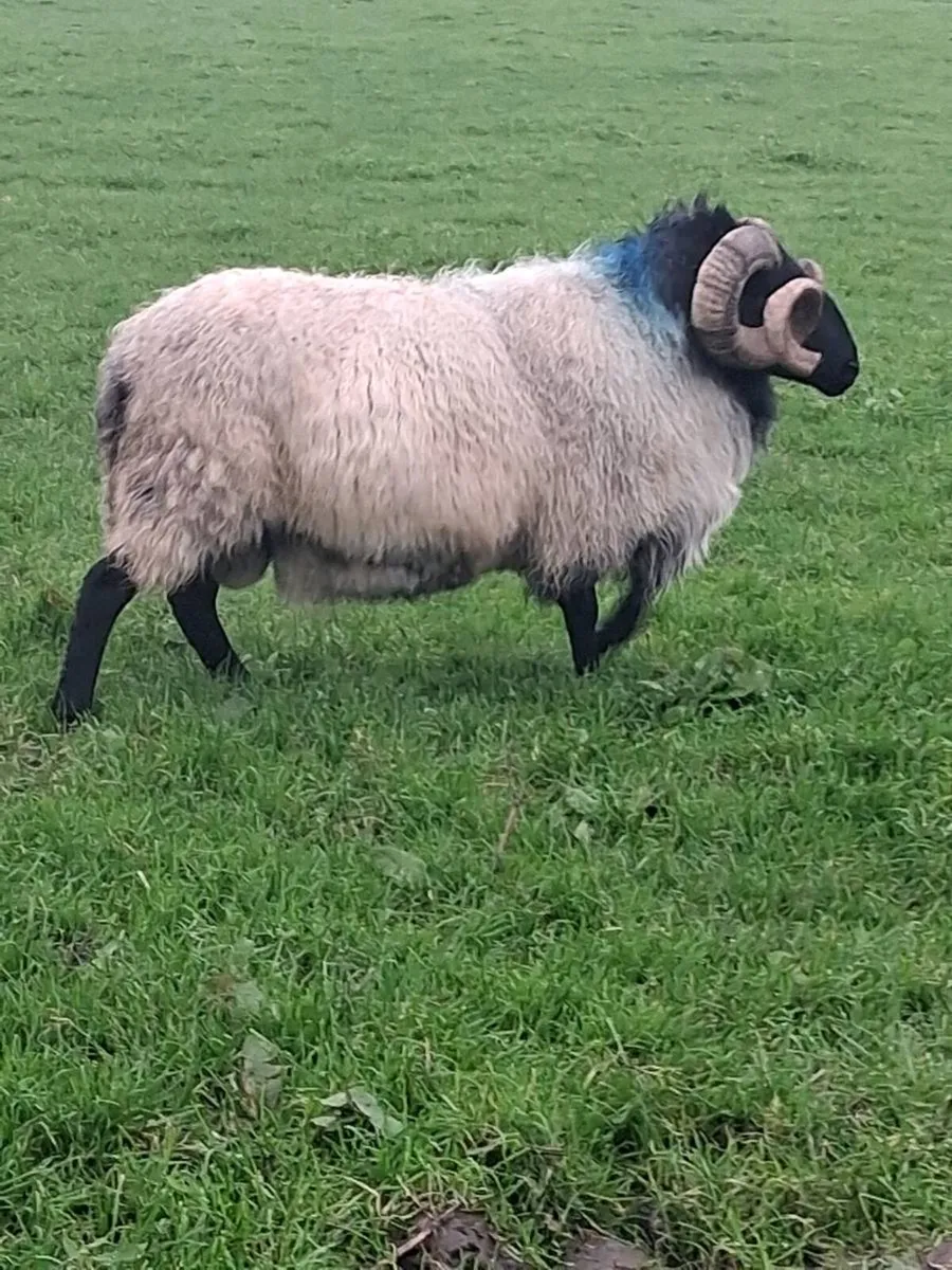 Aged Blackface  Mountain  Ram - Image 2