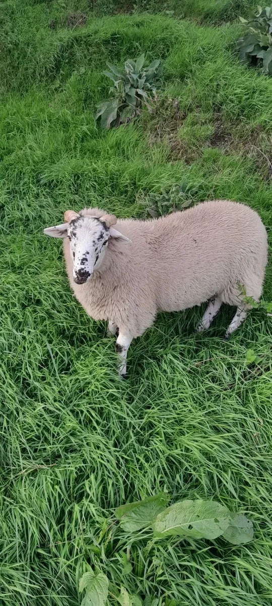 Lambs - Image 2