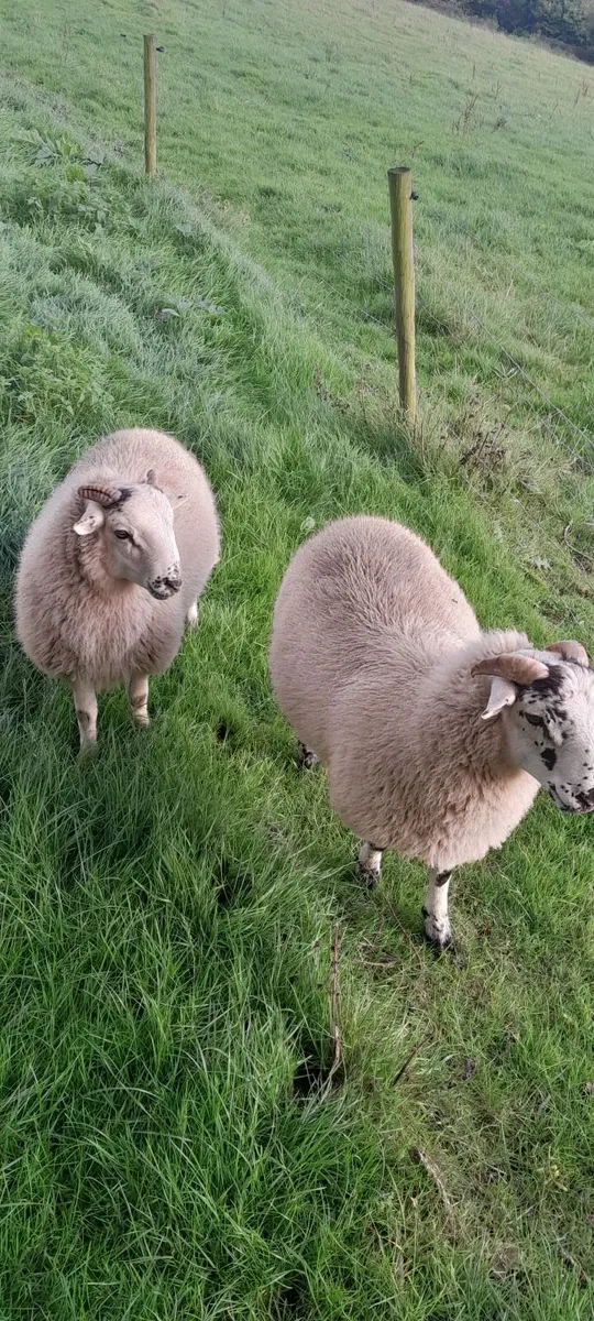 Lambs - Image 1