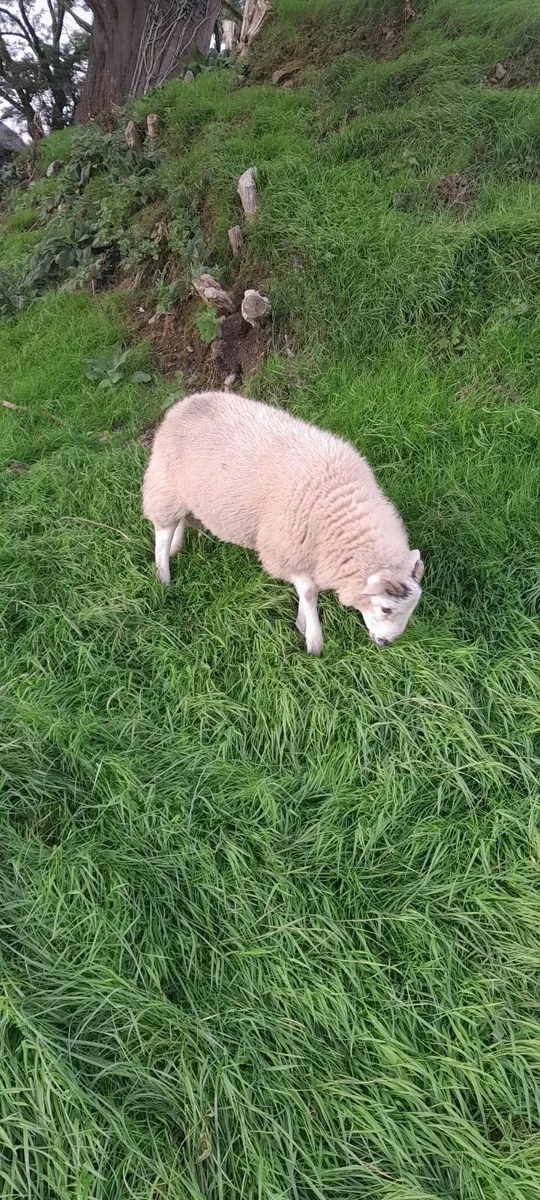 Lambs - Image 3