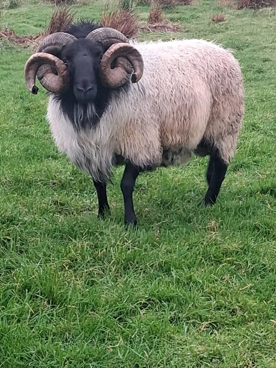 Aged Blackface  Mountain  Ram - Image 3