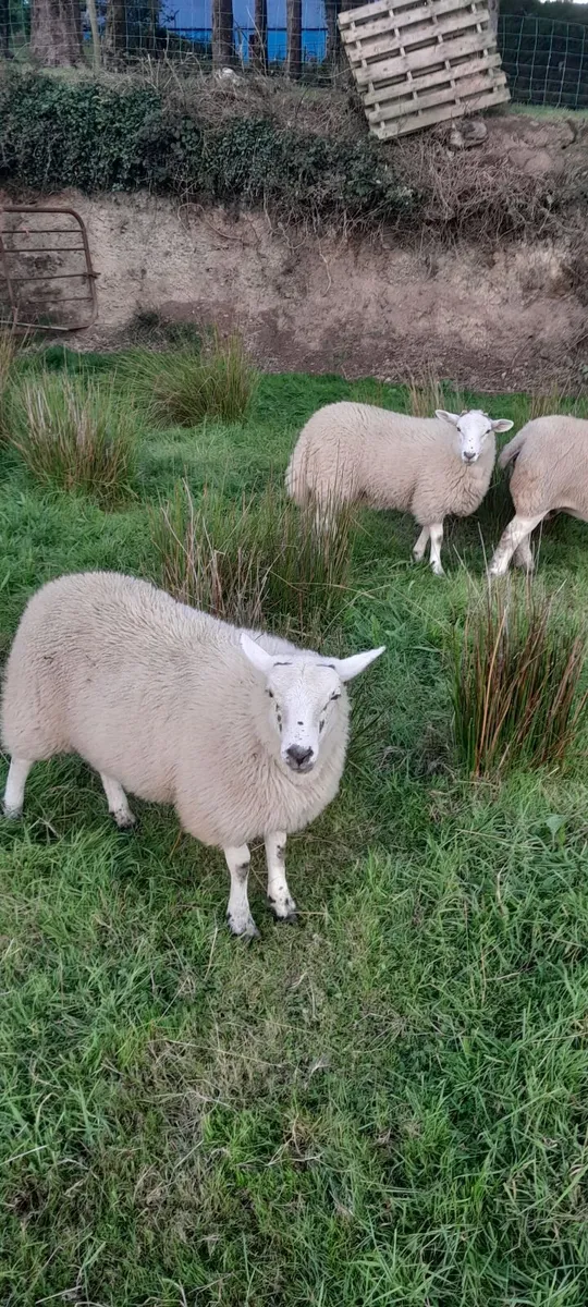 Lambs - Image 4