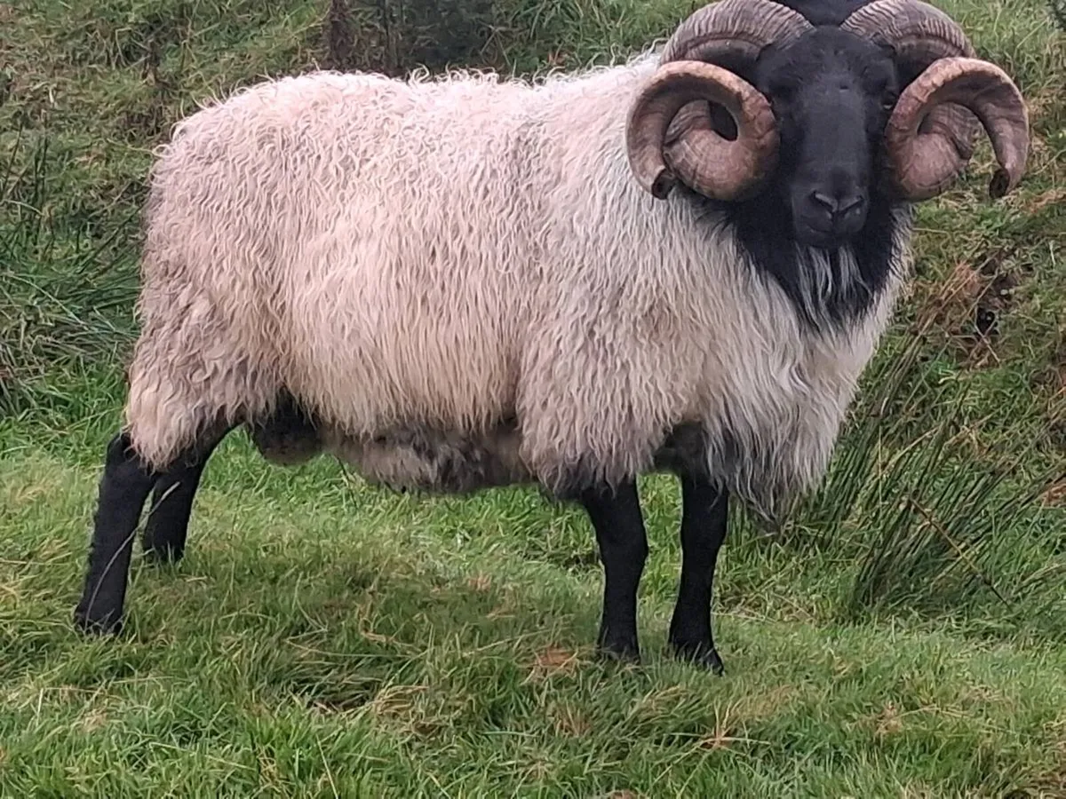 Aged Blackface  Mountain  Ram - Image 4