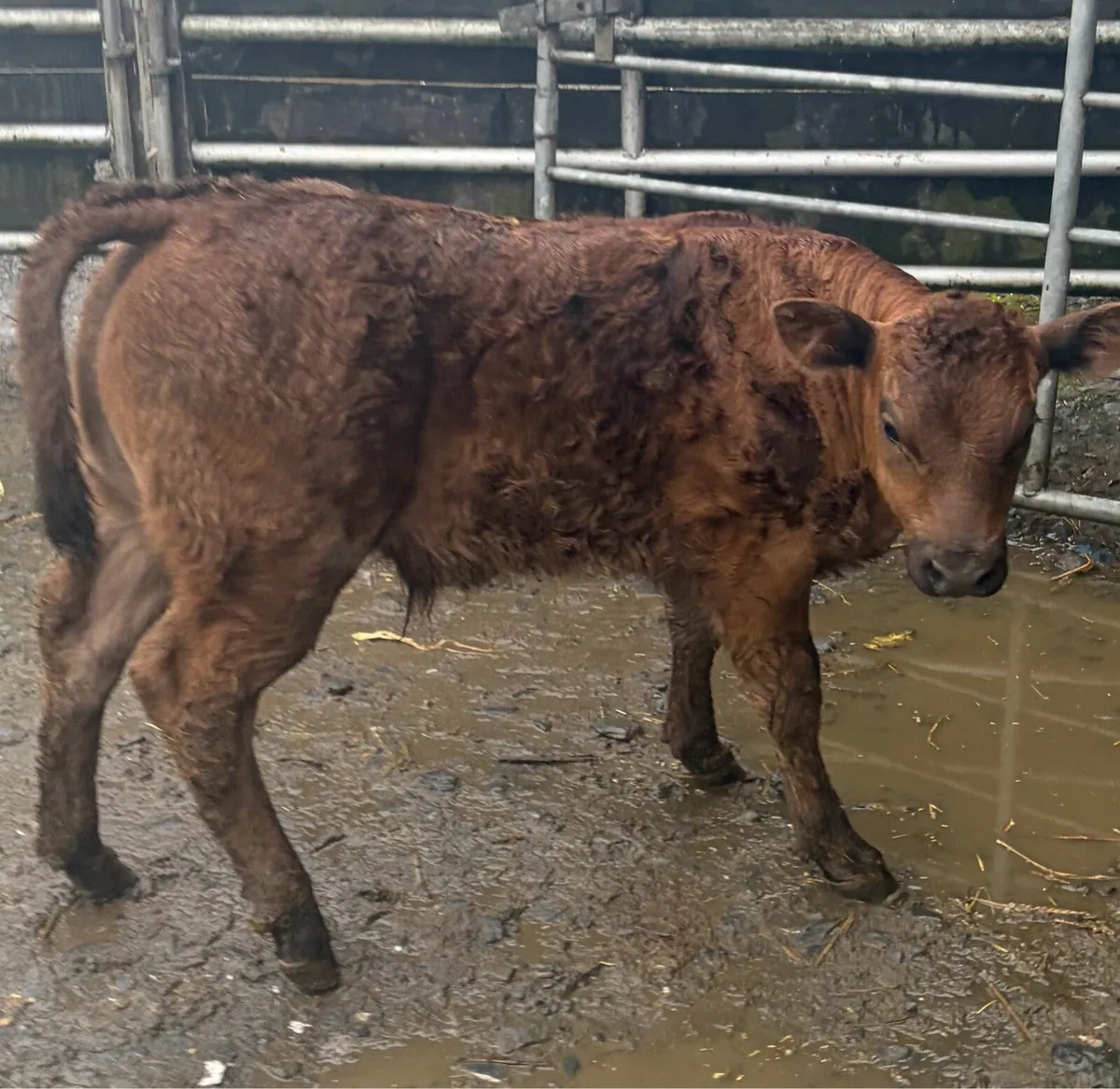***SUPER CALF *** - Image 1
