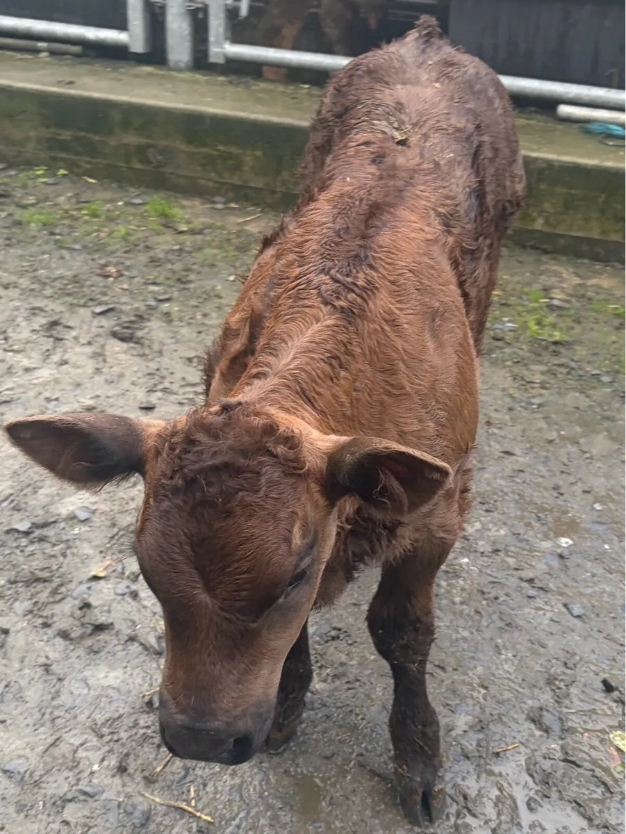 ***SUPER CALF *** - Image 2