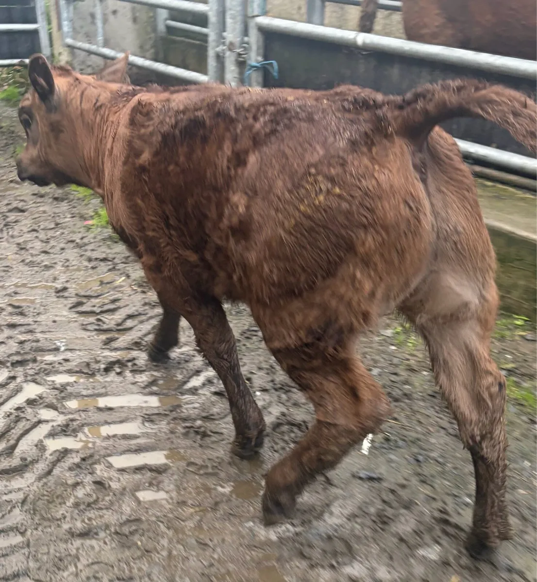 ***SUPER CALF *** - Image 3