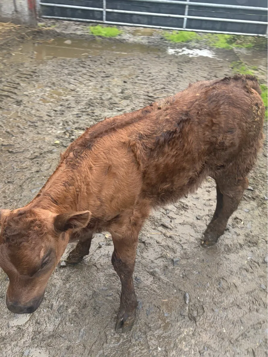 ***SUPER CALF *** - Image 4