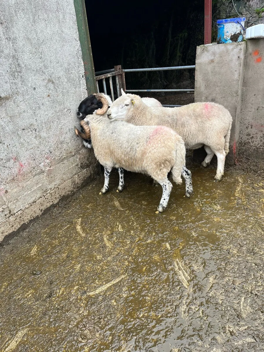 Rams for sale - Image 2