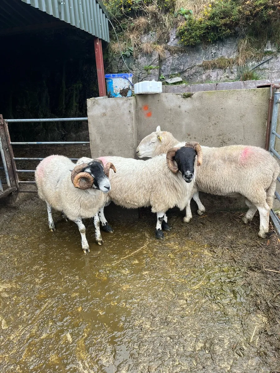 Rams for sale - Image 3