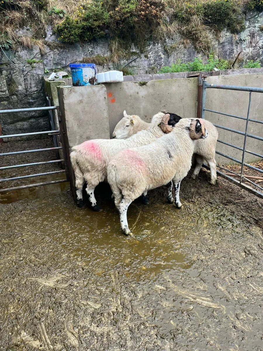 Rams for sale - Image 4