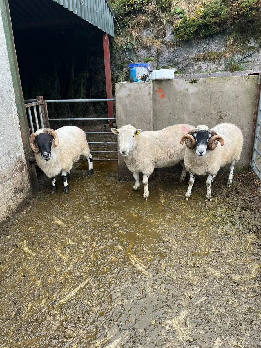 Rams for sale - Image 1