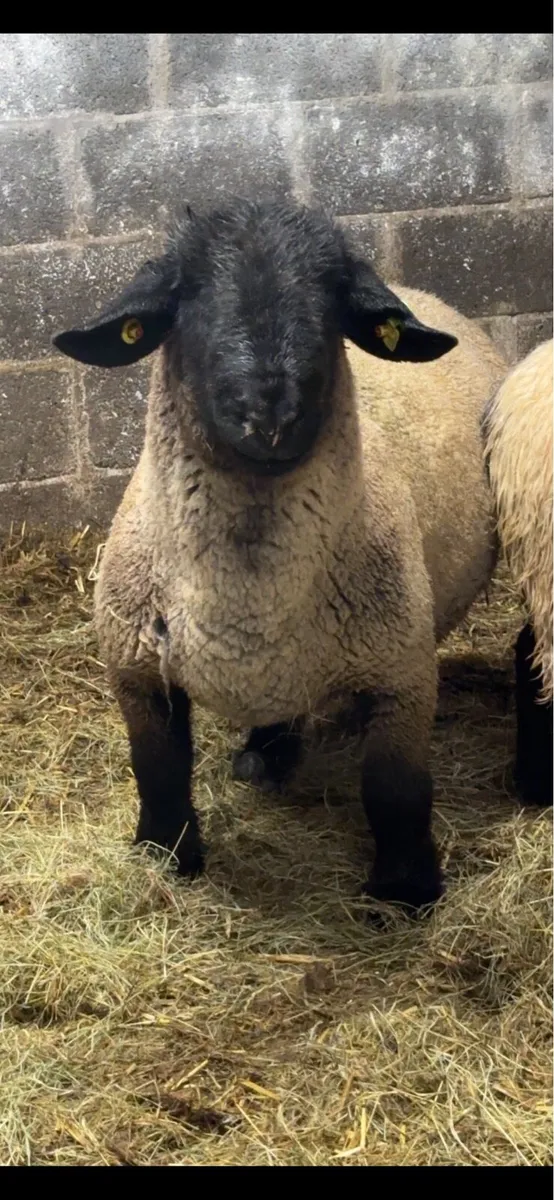 PPR Suffolk ram - Image 2