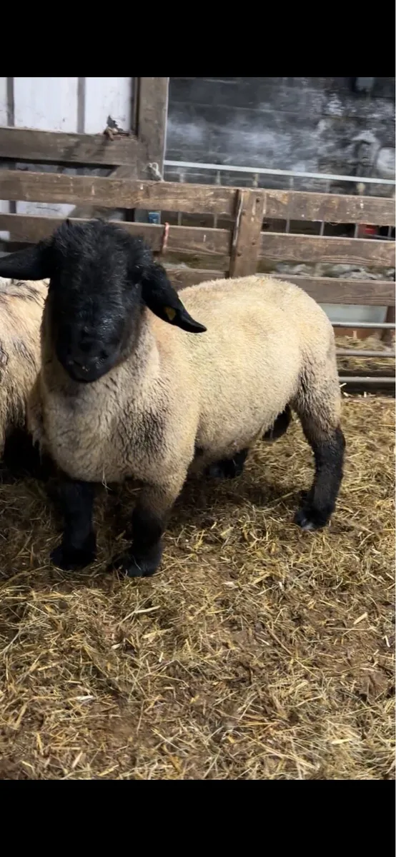 PPR Suffolk ram - Image 4