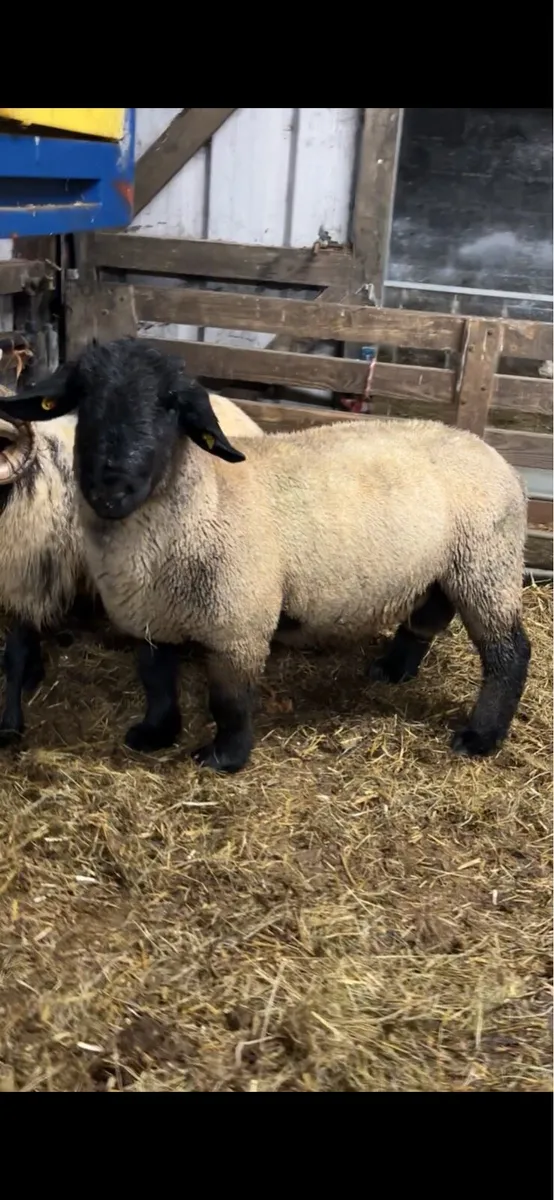 PPR Suffolk ram - Image 1