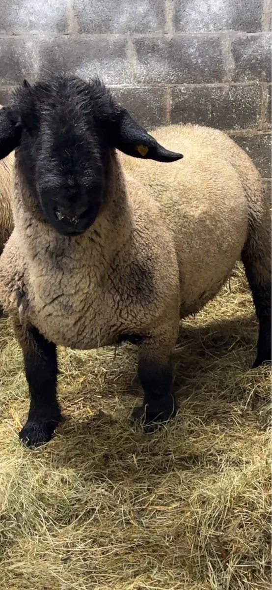 PPR Suffolk ram - Image 3