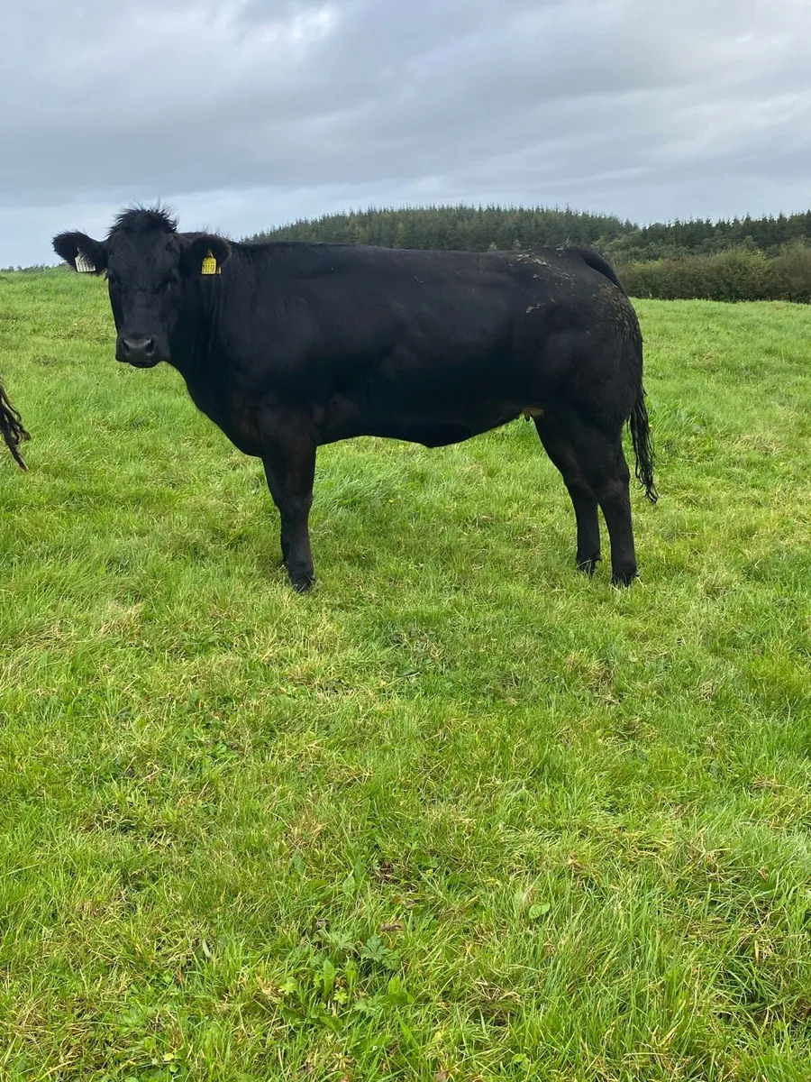Balla Breeding Sale Friday Sept 18th - Image 2