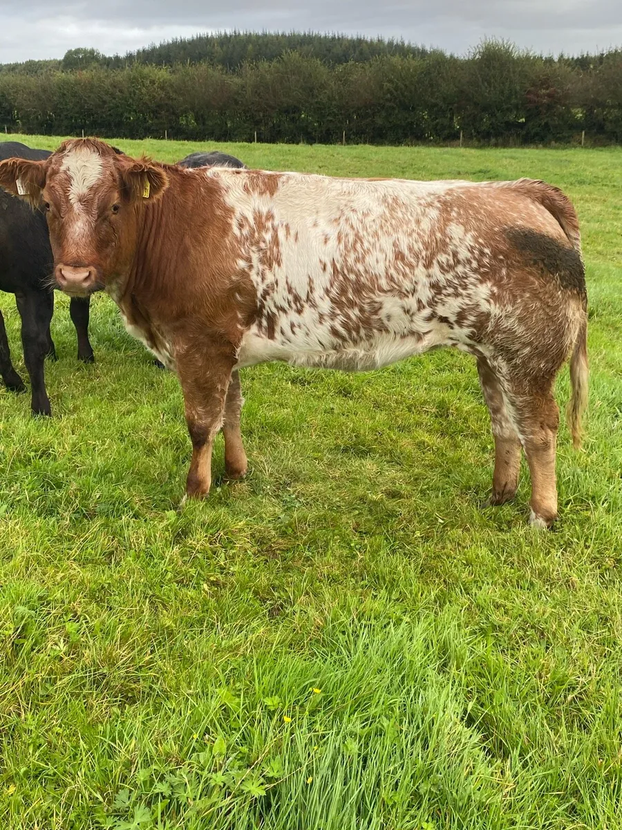 Balla Breeding Sale Friday Sept 18th - Image 1