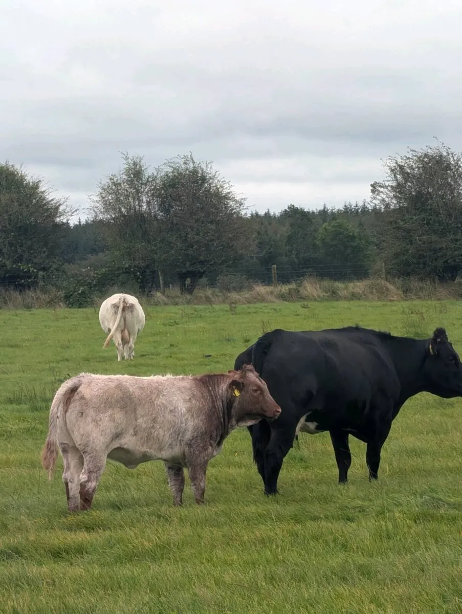 Weanling heifers Belgian blue - Image 4