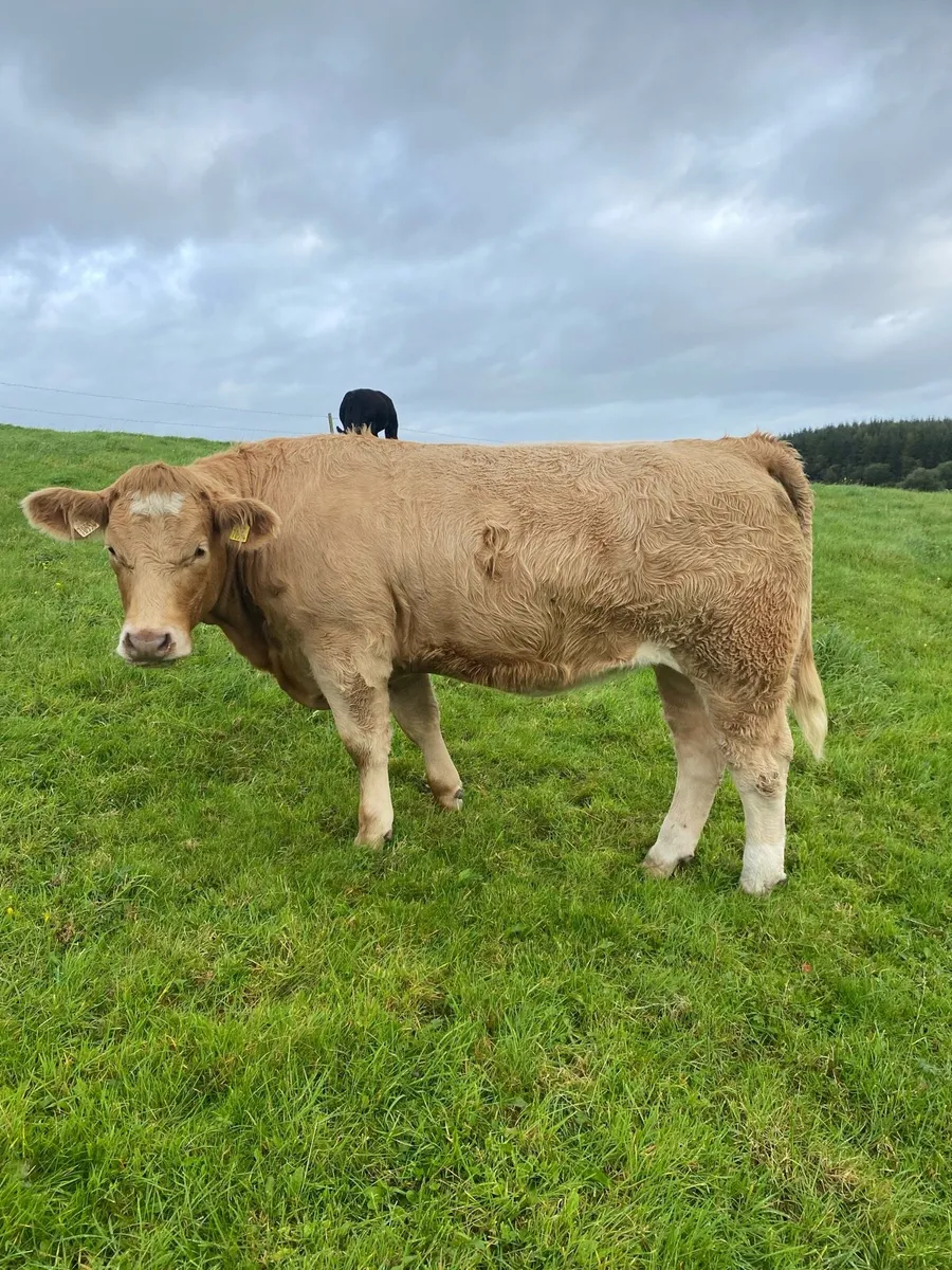 Balla Breeding Sale Friday Sept 18th - Image 4