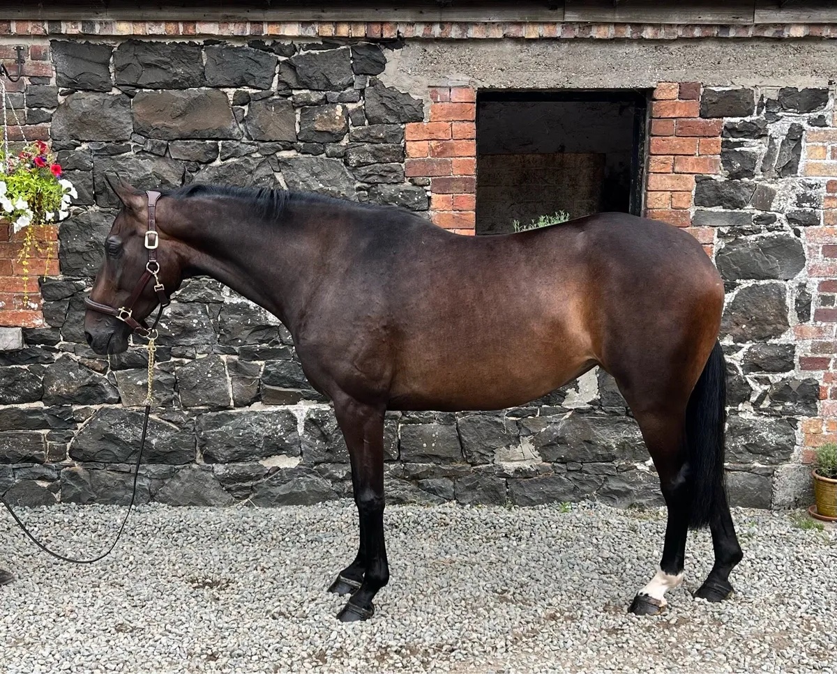 15.2 4yo mare - Image 1