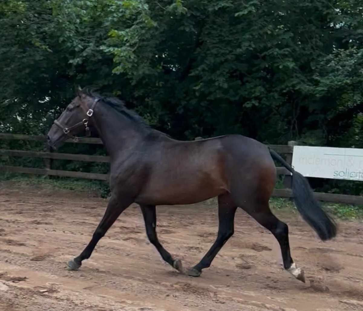 15.2 4yo mare - Image 2