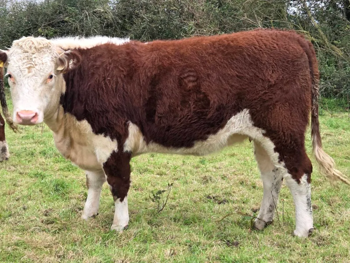Hereford heifers - Image 2