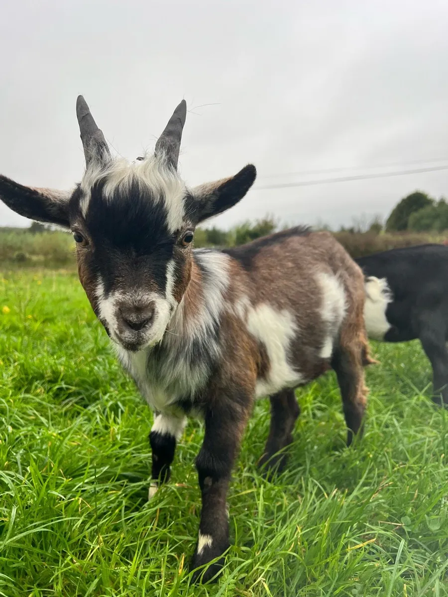 Pygmy buck goat - Image 1