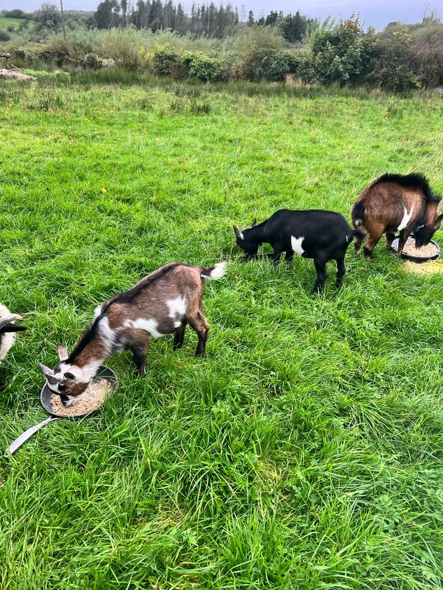 Pygmy buck goat - Image 2
