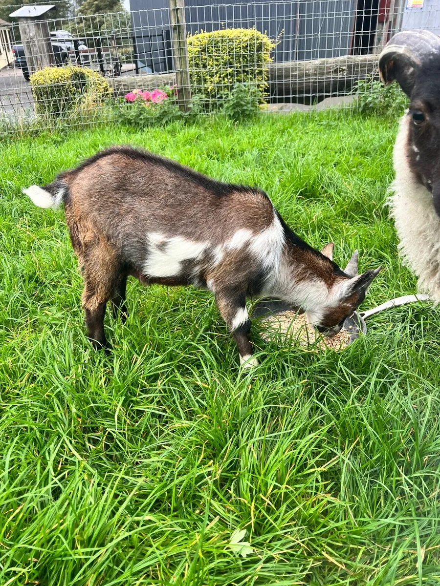 Pygmy buck goat - Image 3