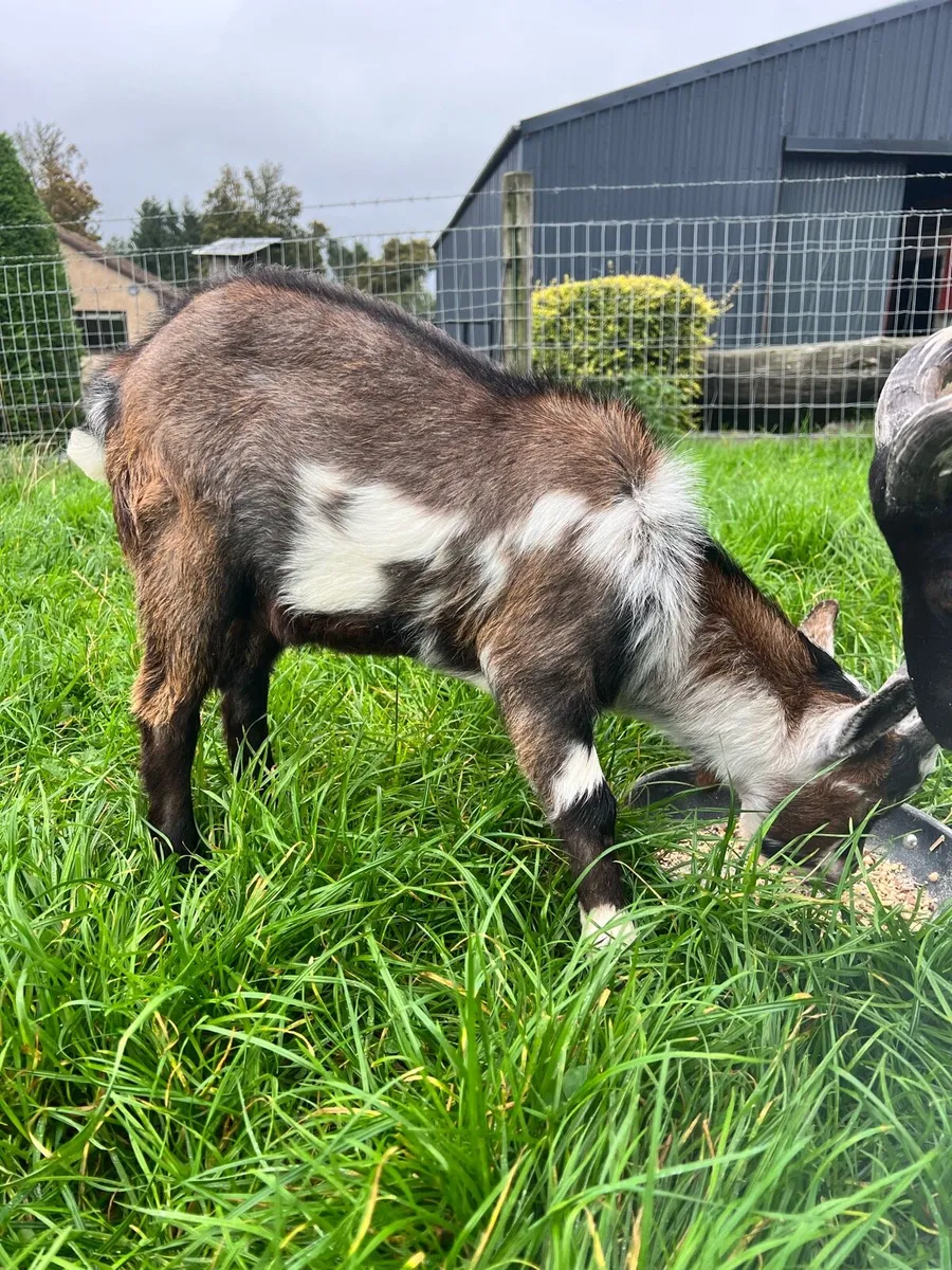 Pygmy buck goat - Image 4