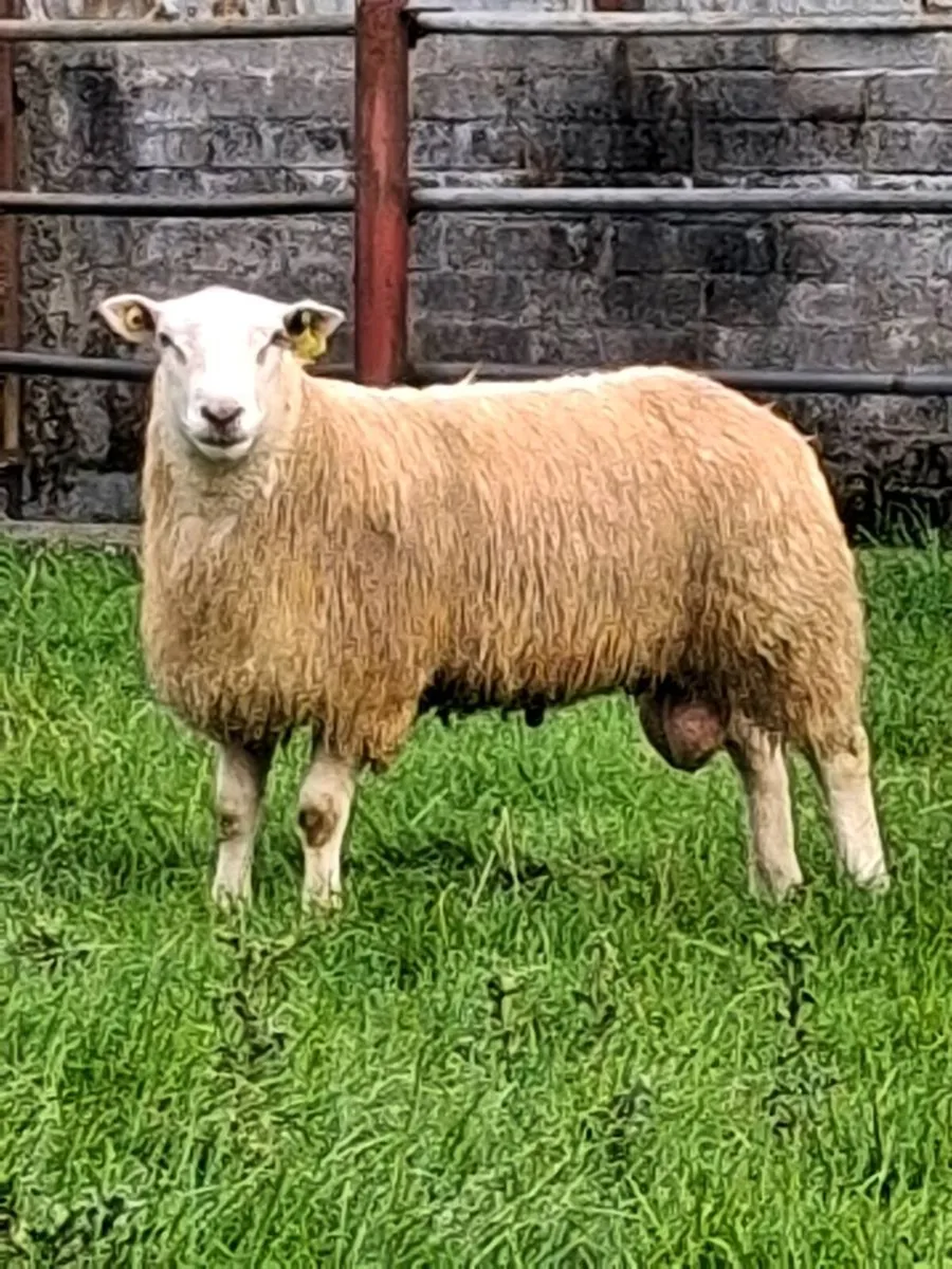 Belclare ram - Image 1